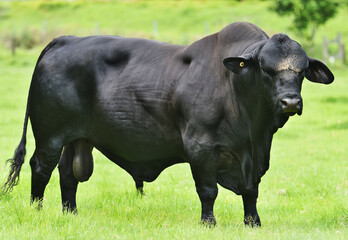 An impressively muscled black brangas bull, in Australia. A cross between Angus and Brahman cattle.