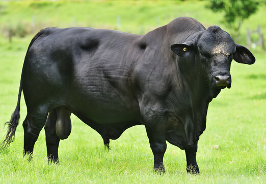 Brahman Bull Images Browse 12 065 Stock Photos Vectors and Video Adobe Stock