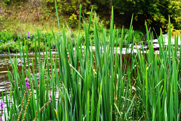 Fototapeta premium Green reeds in a wetland. Lots of reed leaves on the river bank. Close-up