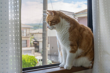 二階の窓辺から外を眺める茶白猫