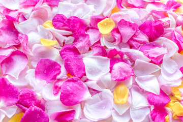 Pink and yellow rose petals with dew drops. Floral background. Ingredients for natural cosmetics....