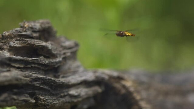 Slow Motion Video Of Flying Dragonfly