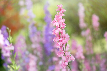 Summer Flower Garden