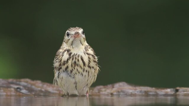 Tree pipit Anthus trivialis Bathing in summer forest close up