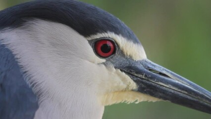Black-crowned Night Heron Nycticorax nycticorax close up