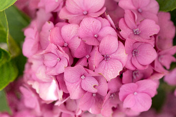 Naklejka na ściany i meble Close up of Pink Hydrangea Blooms