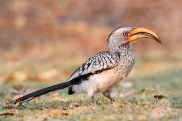 Southern yellow-billed hornbill