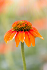 Vibrant Orange Coneflower Bloom