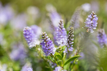 Close up of Purple Hebe in Bloom