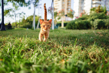 Kitty cat in city park.
