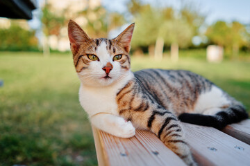 Cute little kitty cat laying on the wooden bench in the city park.