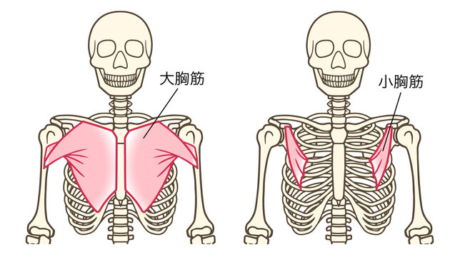 大胸筋、小胸筋、上肢帯の筋肉、名称あり