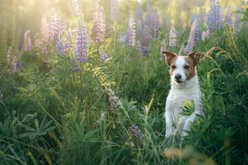 dog in lupine flowers in nature. Funny and Happy jack russell terrier 