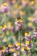 Close up of Wallflower in Bloom