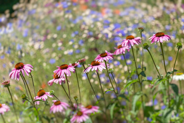 Obraz premium Colorful Summer Flower Garden in Bloom