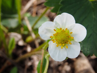 Strawberry flower. Garden strawberry, white flowers and buds with green leaves, close up. blooming strawberry, Blossoming strawberry