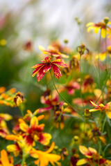Summer Flower Garden Full of Blooming Coreopsis