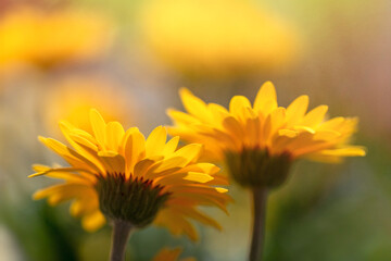 Close up of Yellow Gerbera Daisy Blooming in Summer Sunshine