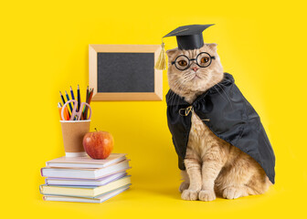 Back to school, a cat student in a cap and mantle on yellow background with a blackboard and school accessories. Concept of school, study, distant education. online courses. Funny cat professor