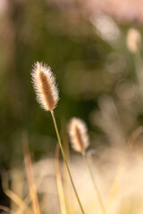  ornamental grass, "Blonde Ambition" 