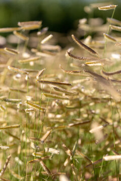  ornamental grass, "Blonde Ambition" 