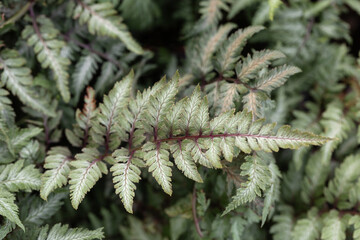 Japanese Painted Fern © majen