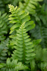 Close up View of Sword Fern Leaves 