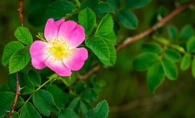Dog Rose blossom (Rosa canina) on a green background