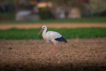 Storch 