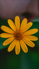 yellow flower in the garden