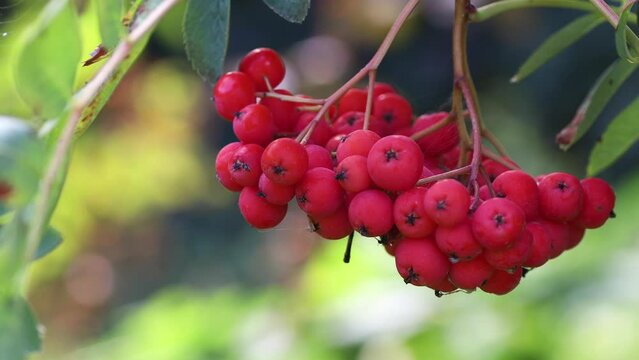 Close up of red bush of rowan berries on tree with leaves. Bright red bunches in wild nature. Autumn or spring day in the garden. Background of summer natural plants, berry mountain ash in the wind