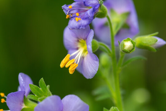 Close Up Of A Jacob's Ladder Flower In Bloom