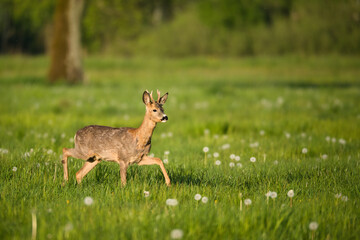 Playful young roebuck in spring meadow
