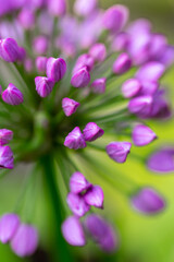 Close up of a Purple Ornamental Onion Flower in Bloom
