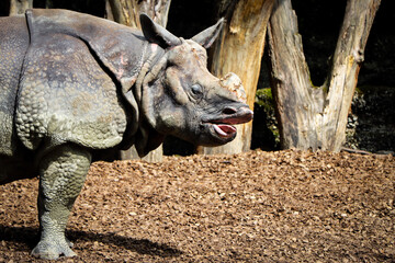 Fototapeta premium Nashorn