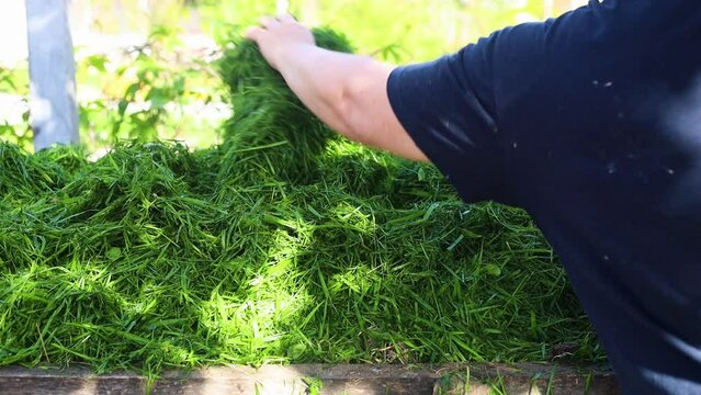 Woman scattering and pressing down bunch of freshly cut green grass in compost pit by hands closeup, slow motion. Mulch and organic fertilizer in gardening. Ecologically friendly environment.