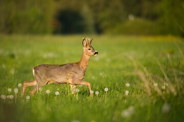 Playful young roebuck in spring meadow