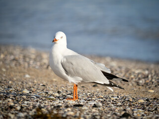Red-billed gull on beach sand