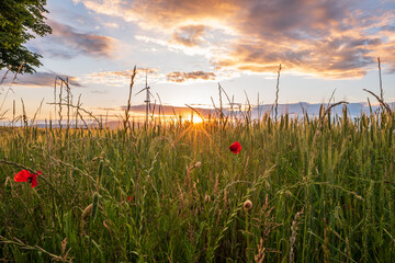 poppies in the field