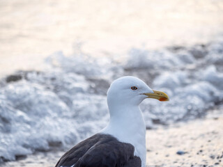 Portrait of southern black-backed gull on beach