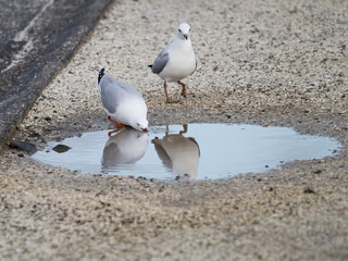 Red-billed gulls drink from fresh water puddle