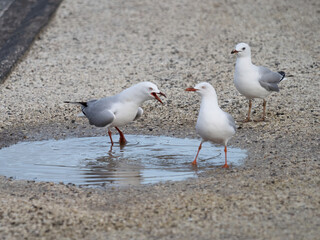 Red-billed gulls fight for access to fresh water puddle