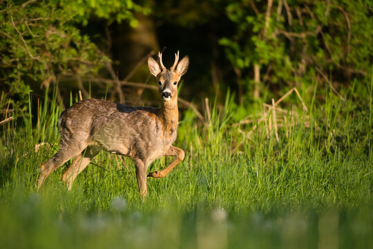 Playful young roebuck in spring meadow