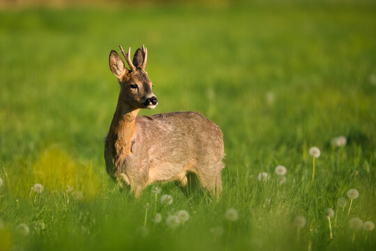 Playful young roebuck in spring meadow