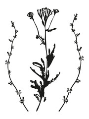 Botanical illustration. Vector silhouette of a plant, branch, twig, grass, herb or flower. Isolated black drawing on white background.