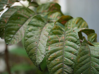 damaged leaves affected by plant pests. for the concept of damaged plants