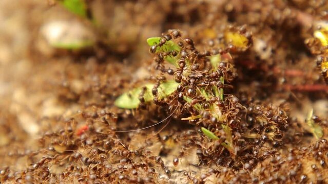 Ant War between two colonies of ants.
Battle of ants, Crowds, Army.
Ants war in the garden.
Fight between insects, bugs in the city.
Insect, bug, animals, animal, Urban wildlife, Backyard wild nature