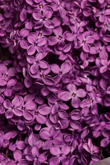 Lilac close up 