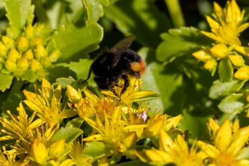 Eine Steinhummel in der Seitenansicht auf einer gelben Blüte der Fetthenne