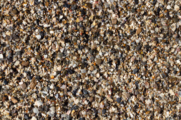 sea stone texture with many seashells. beautiful textured background.